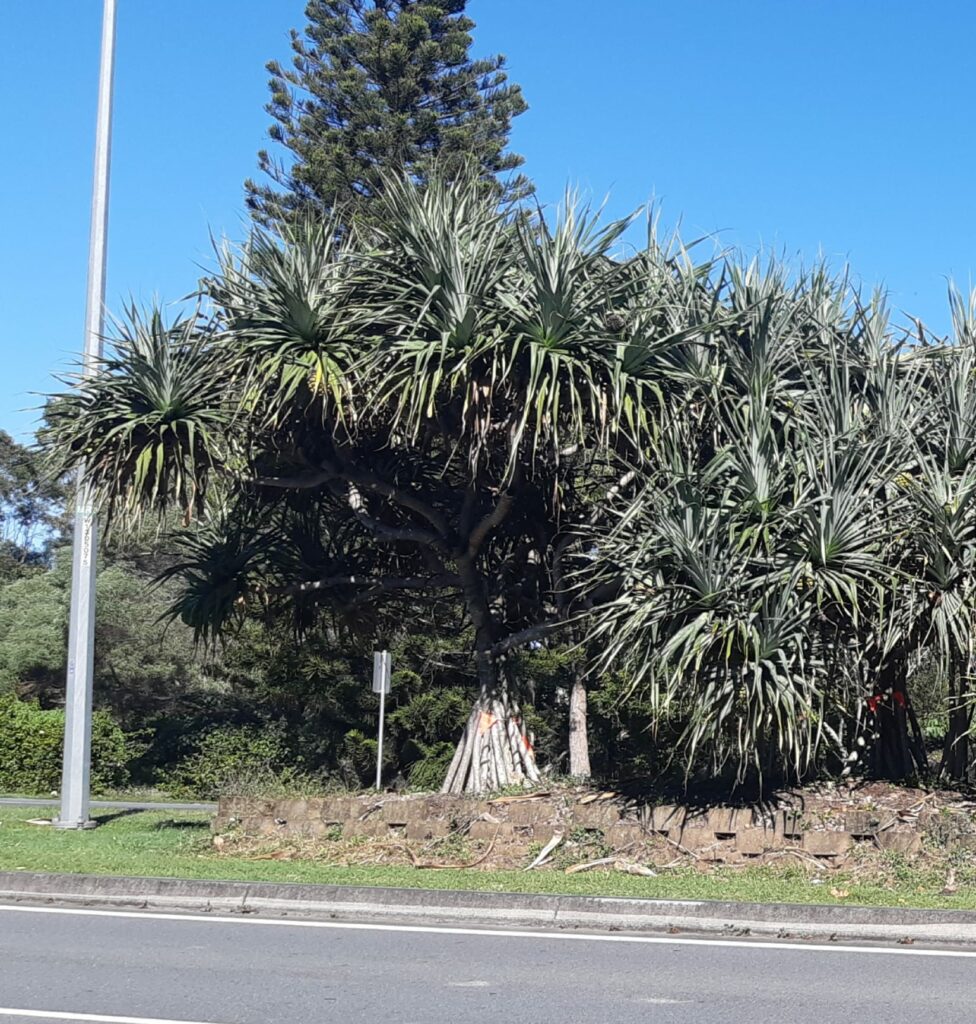 Pandanus Tree Belinga