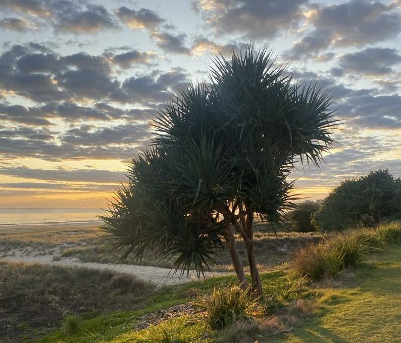 Pandanus Icon